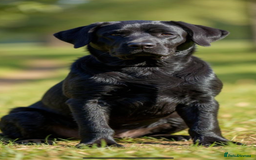 Labrador Retriever dogs for sale: black kc reg chunky pup  - Image 6