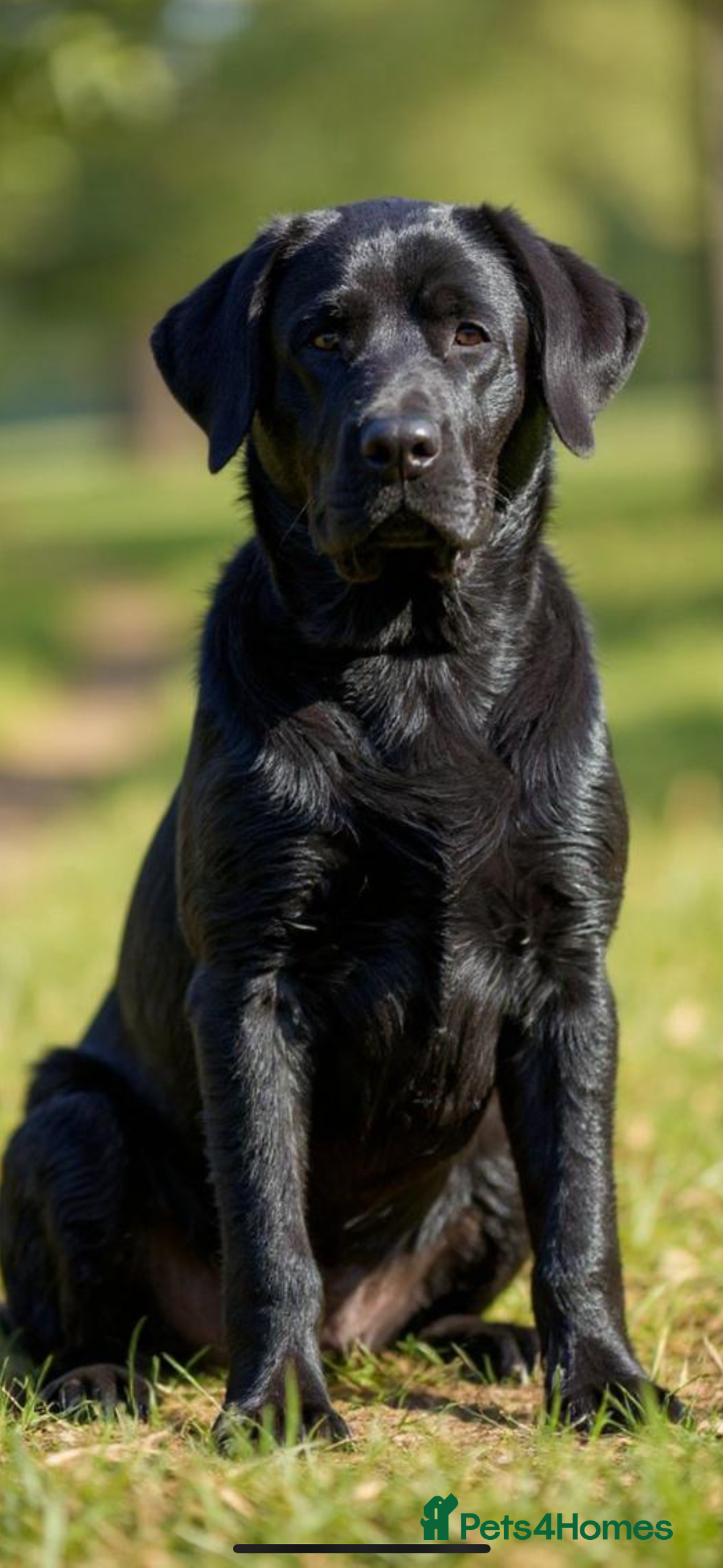 Labrador Retriever dogs for sale: black kc reg chunky pup  - Image 6