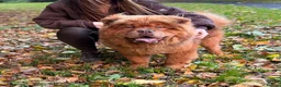 Chow Chow dogs for stud: Elton RocketMan-Chocolate Chow Available For Stud  - Advert 2