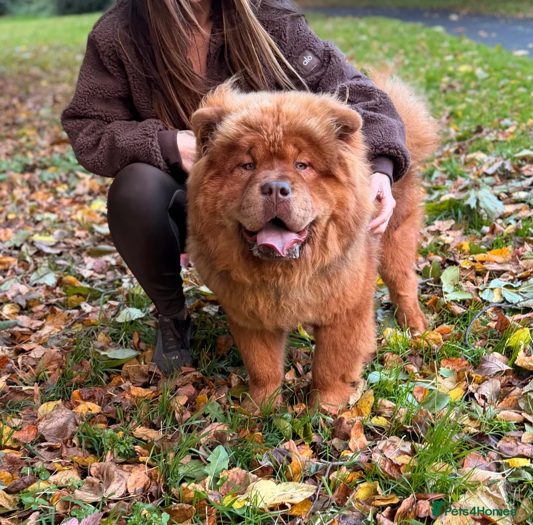 Chow Chow dogs for stud: Elton RocketMan-Chocolate Chow Available For Stud  - Advert 2