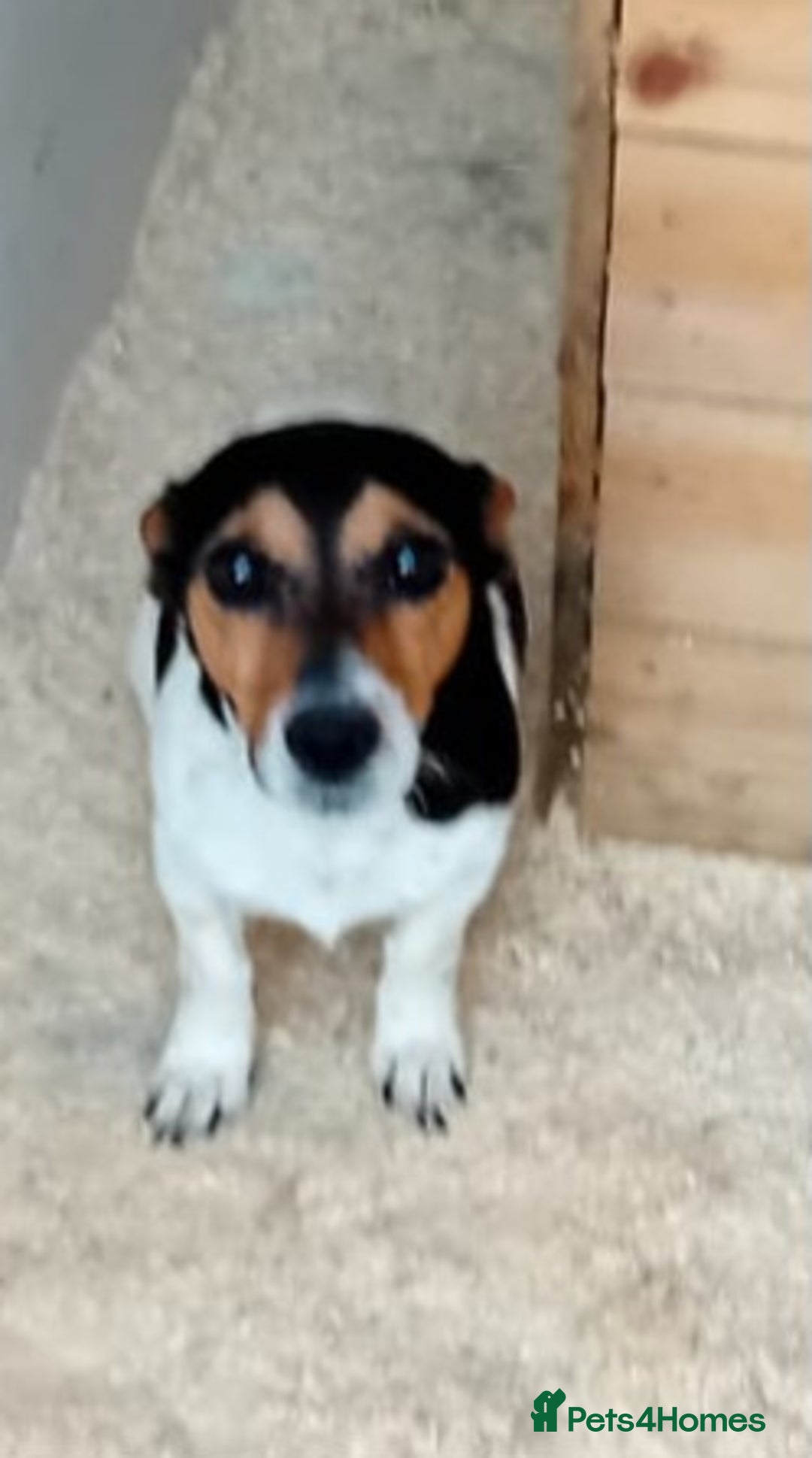 Jack Russell dogs for sale: Jack Russell puppies - Advert 5