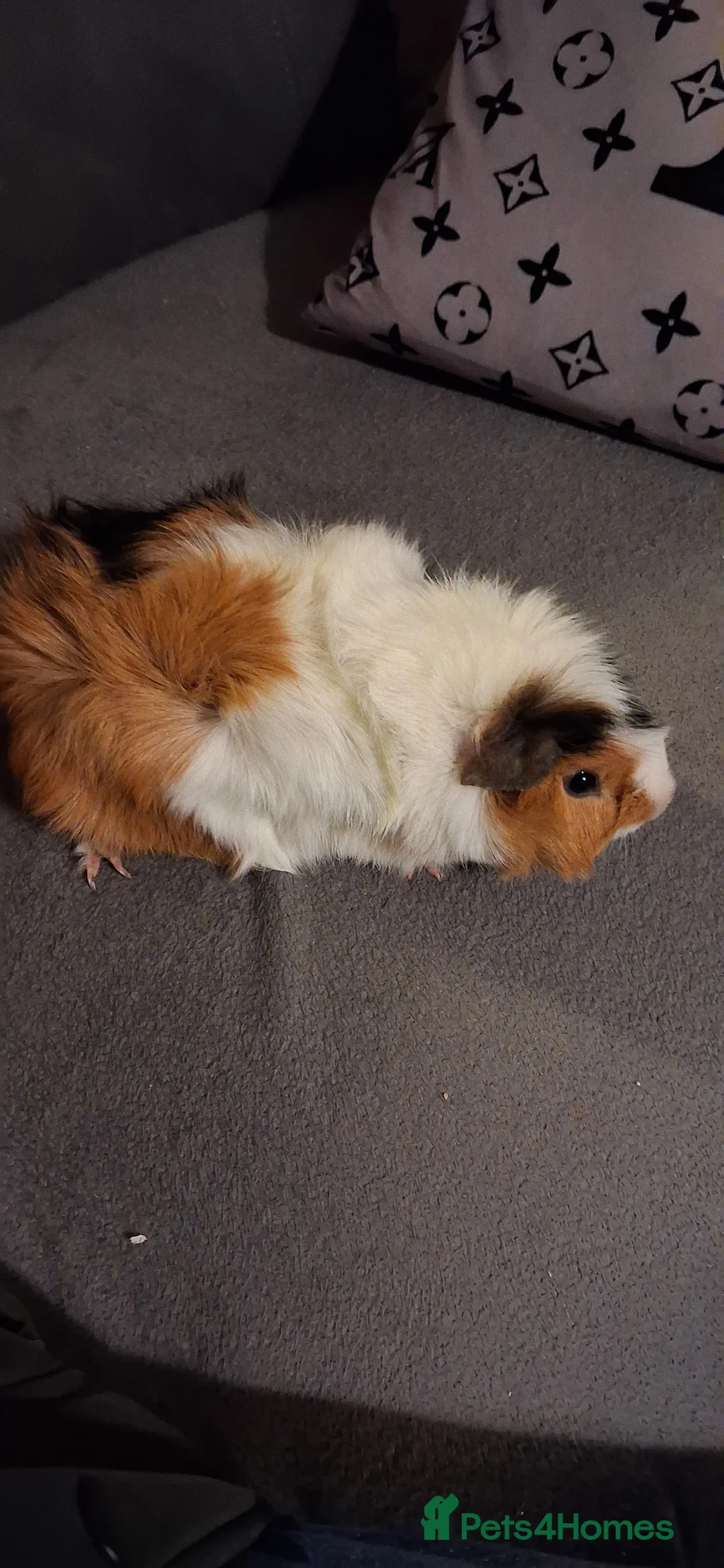 Guinea Pig rodents for sale: Baby boys and 1 girl now reduced as 12 eeeks - Advert 2