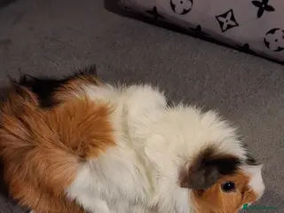 Guinea Pig rodents Baby boys and 2 girls - Advert 1