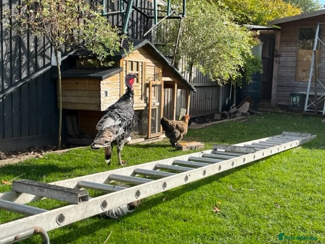Turkeys poultry for sale: Turkeys for sale - Advert 5
