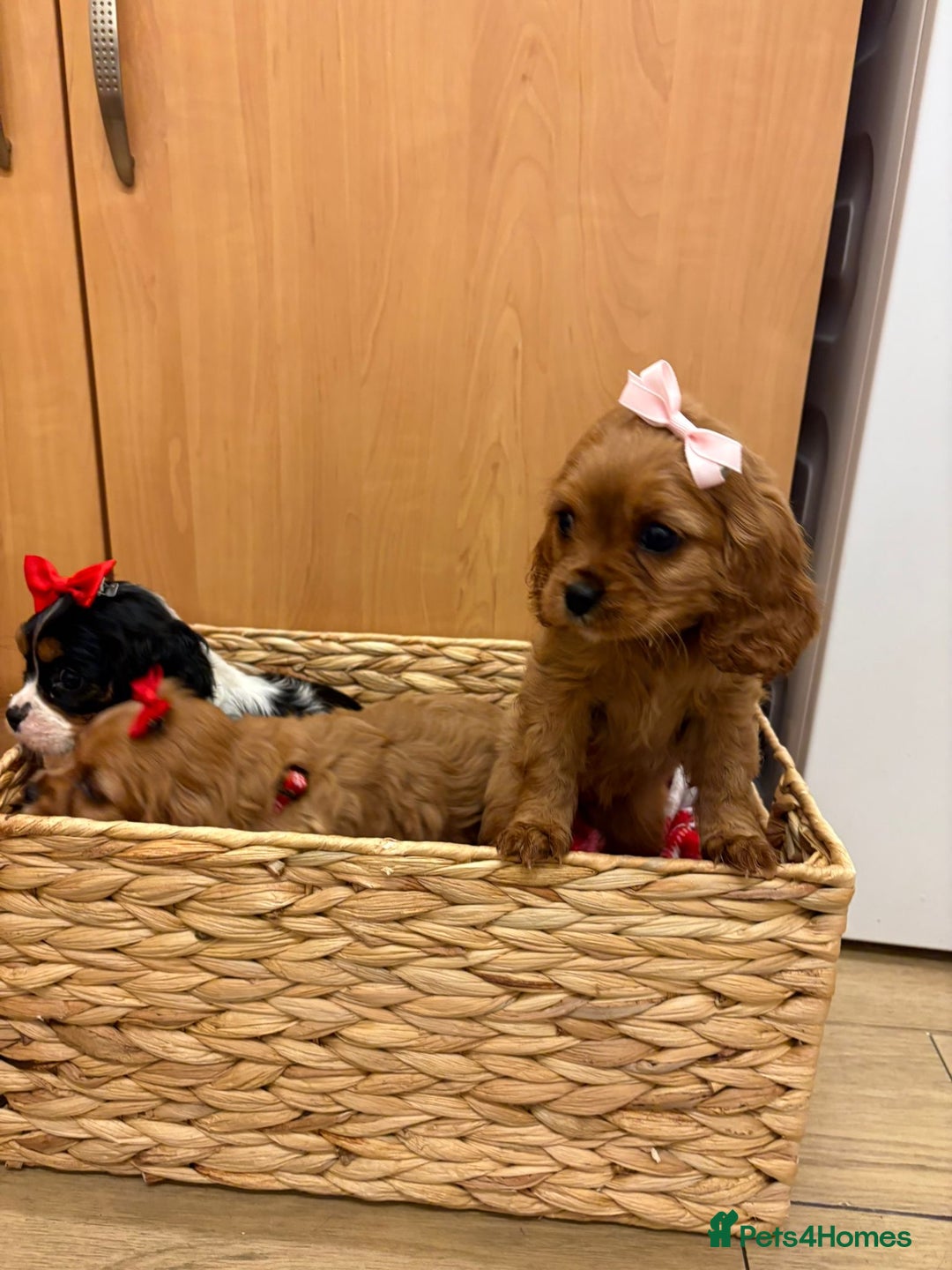 Cavalier King Charles Spaniel dogs for sale: Beautiful Cavalier King Charles babies ❤️ - Advert 40