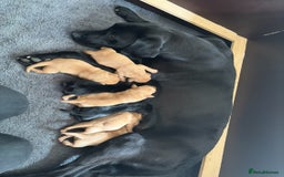 Labrador Retriever dogs for sale: KC registered Labrador pups - Image 10