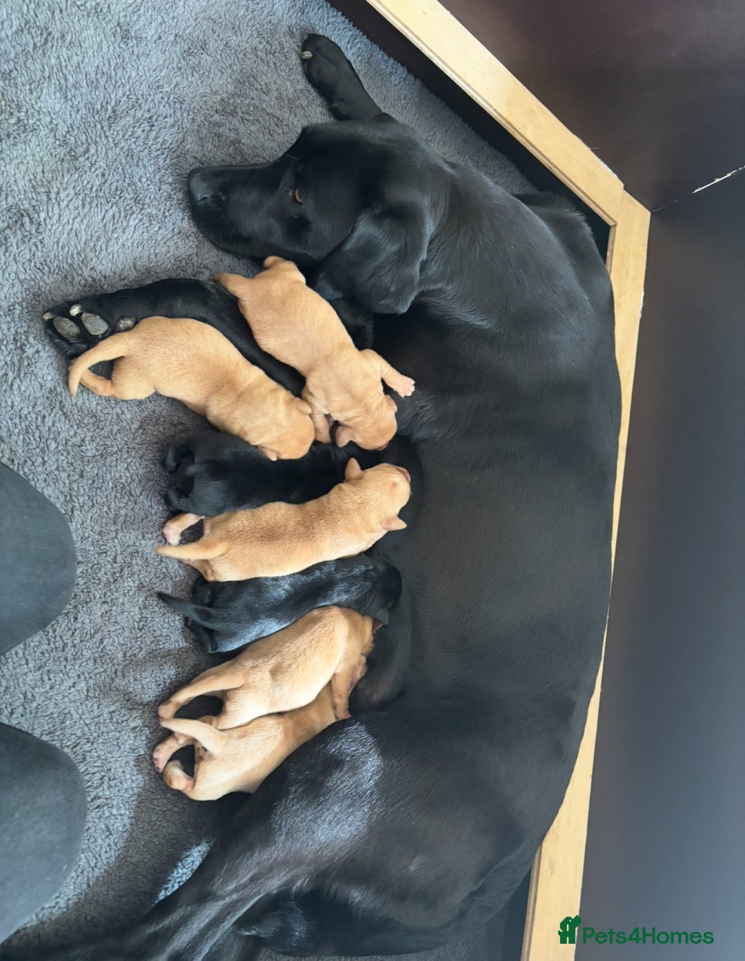 Labrador Retriever dogs for sale: KC registered Labrador pups - Image 10