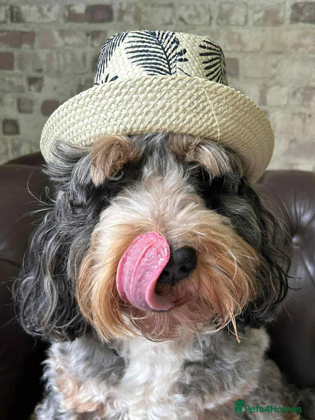 Cockapoo dogs for stud: unique and beautiful f3 american cockapoo stud - Advert 14