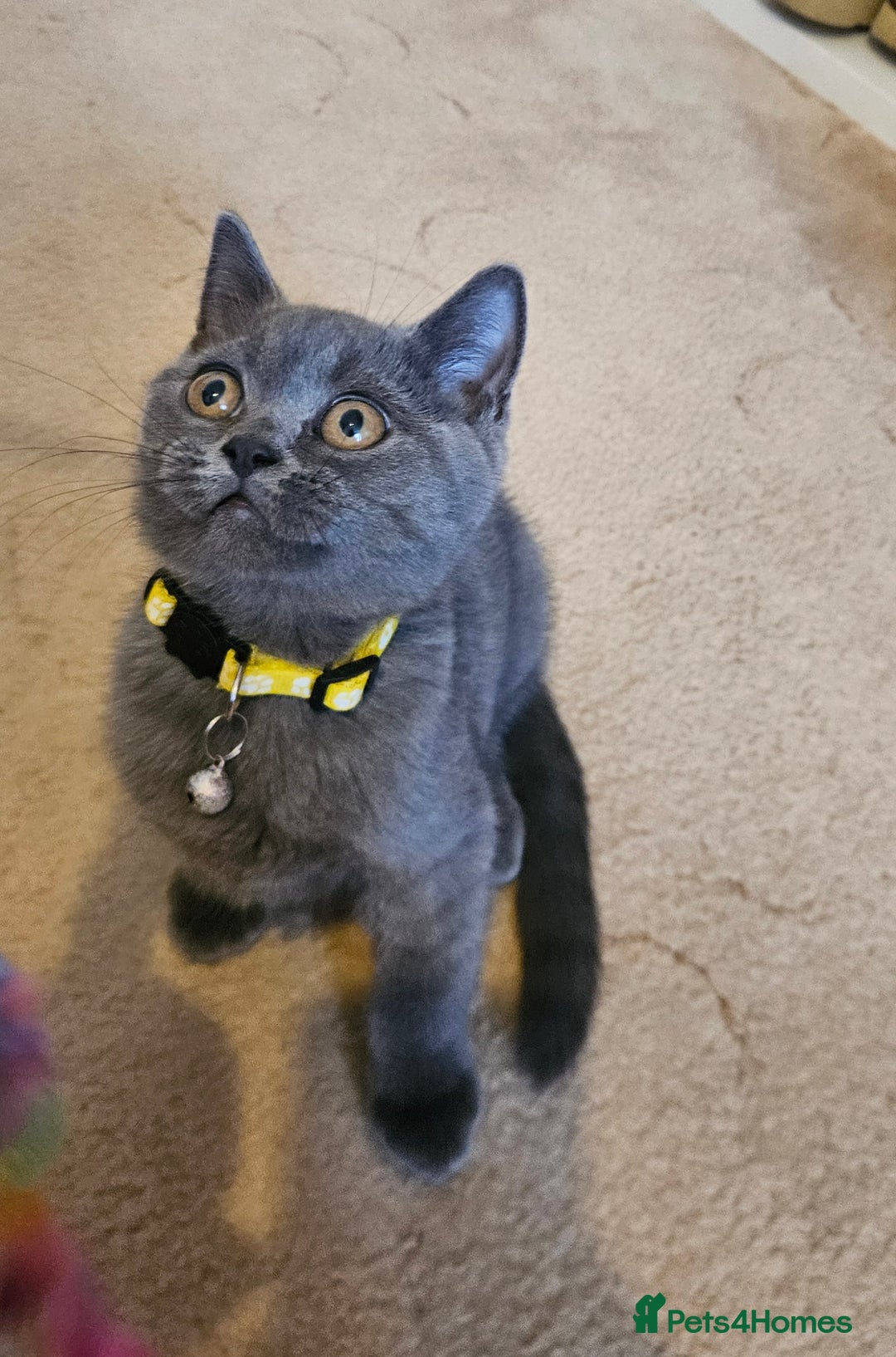 British Shorthair cats for sale: British Shorthair  - Image 13