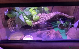 Leopard Gecko reptiles for sale: Diego - Advert 7