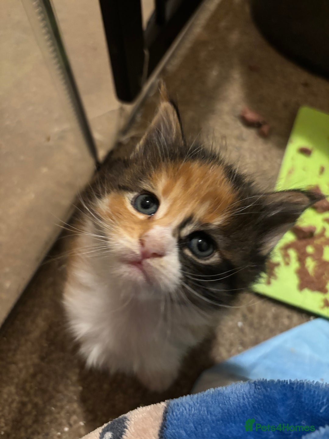 Maine Coon cats for sale: Beautiful Pedigree Main Coon Kittens - Advert 4