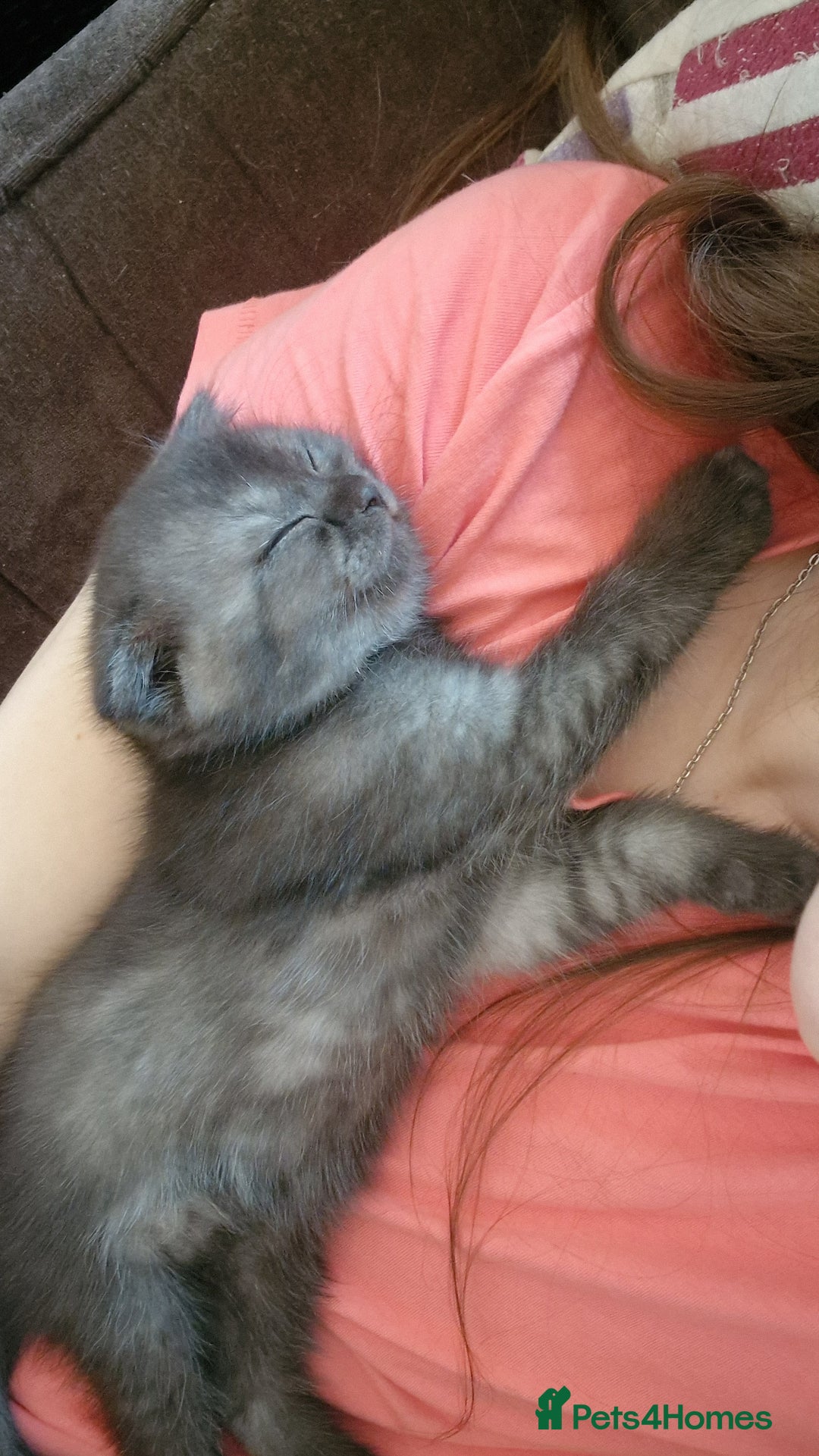 Scottish Fold cats for sale: Scottish fold and  straight kitten - Image 4