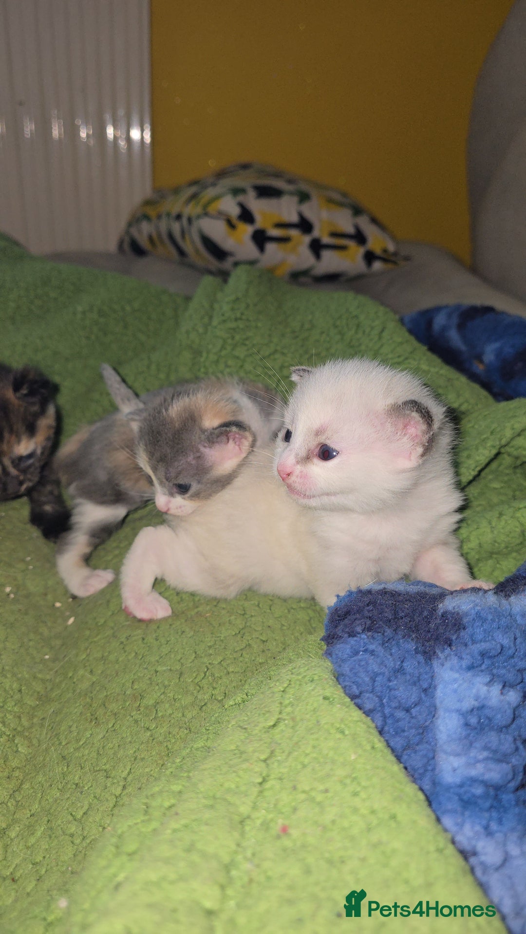 British Shorthair cats for sale: Kittens available  - Image 4