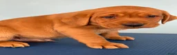 Labrador Retriever dogs for sale: Wonderful KC Litter Fox Red Labradors  - Advert 4