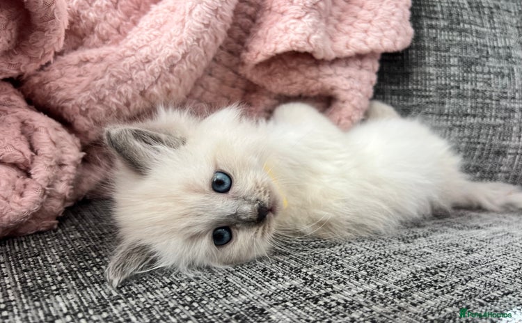 Siberian cats - Advert 1