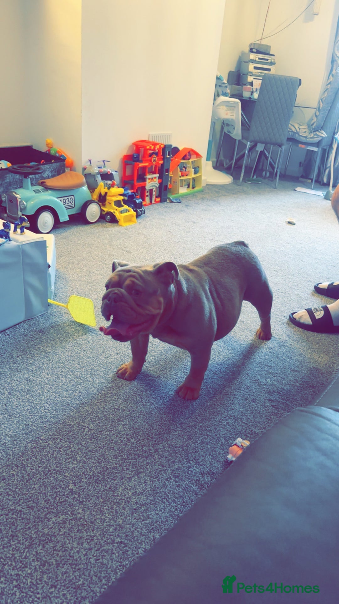 English Bulldog dogs for sale: British Bulldog (nbs) blue & Tan bitch  - Advert 5