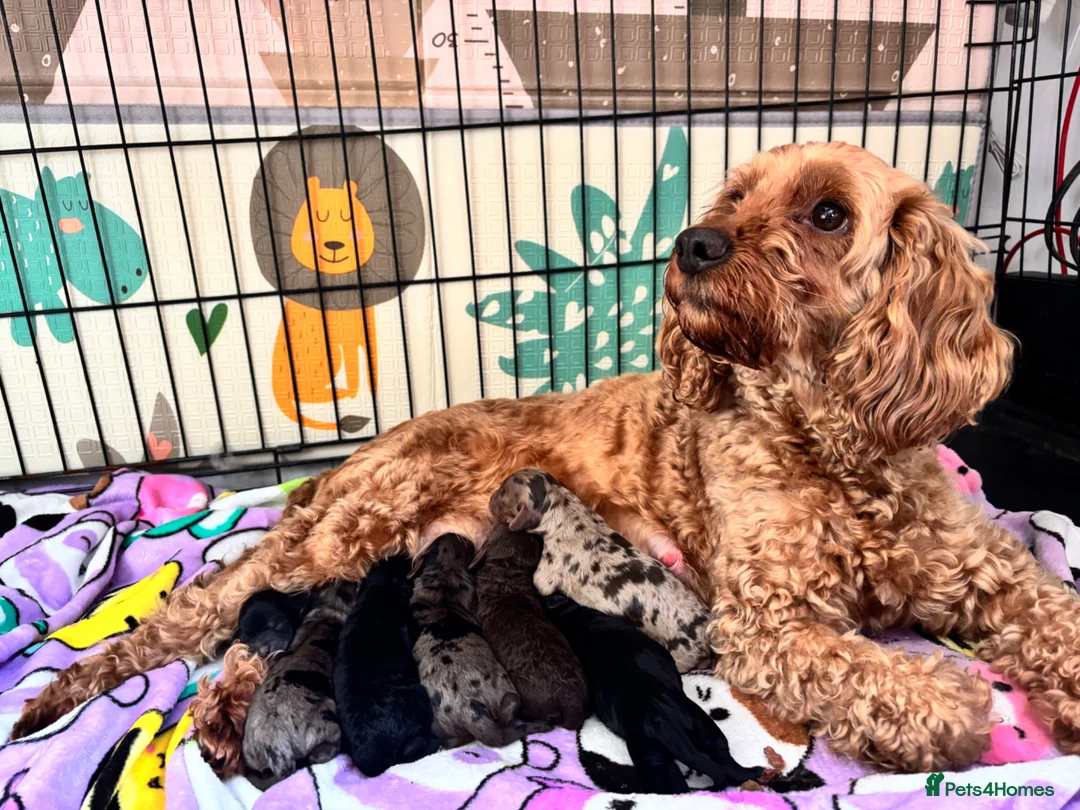 Cockapoo dogs for sale: Beautiful cockapoo puppies - Advert 1