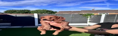 Cockapoo Puppy 1
