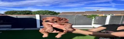 Cockapoo dogs for sale: beautiful F2 cockapoo puppies  in Tilbury - Advert 16