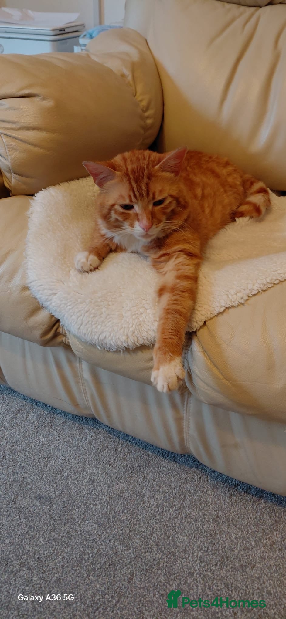 Bengal cats Looking for a Loving Forever Home  - Advert 2
