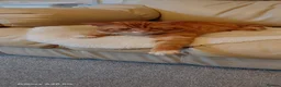 Bengal cats for sale: Looking for a Loving Forever Home  - Advert 1
