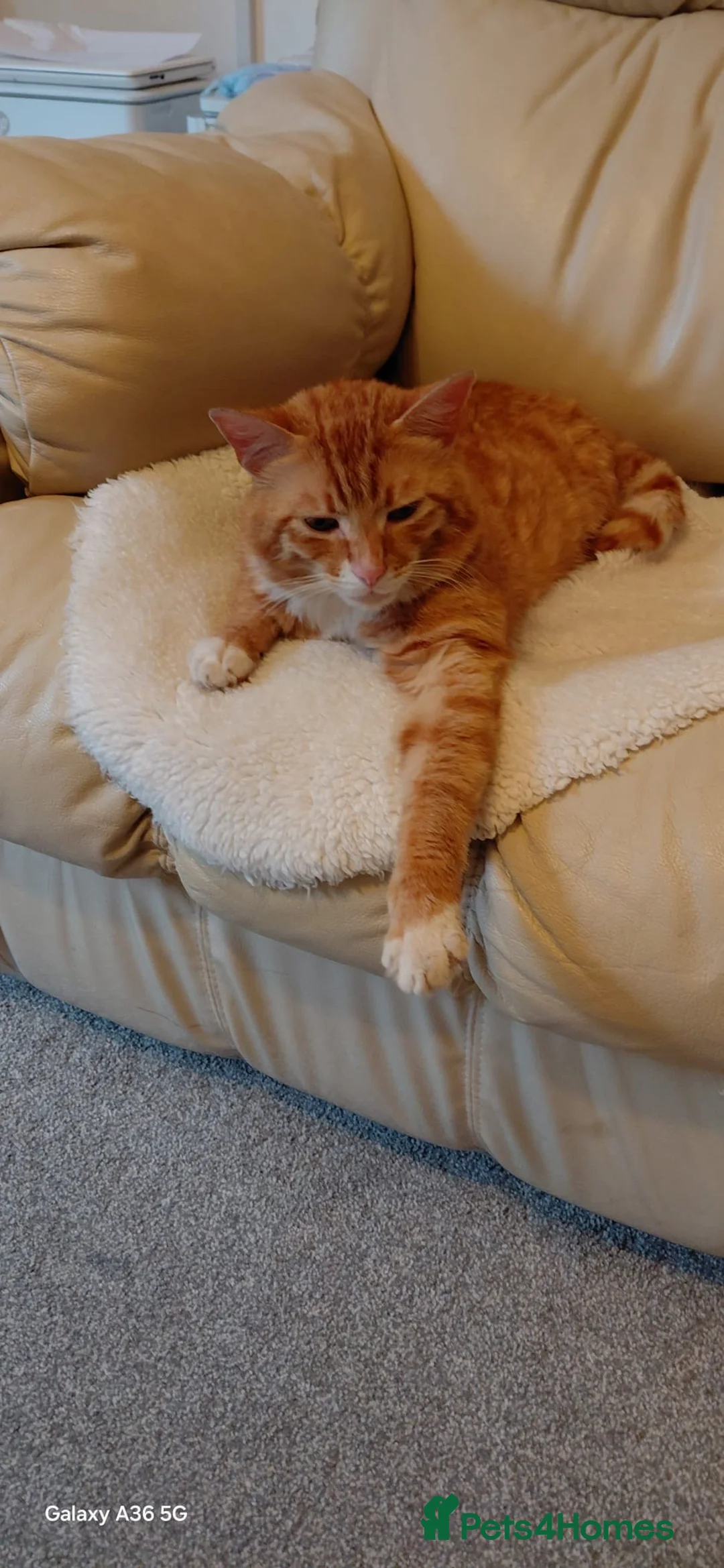 Bengal cats for sale: Looking for a Loving Forever Home  - Advert 1
