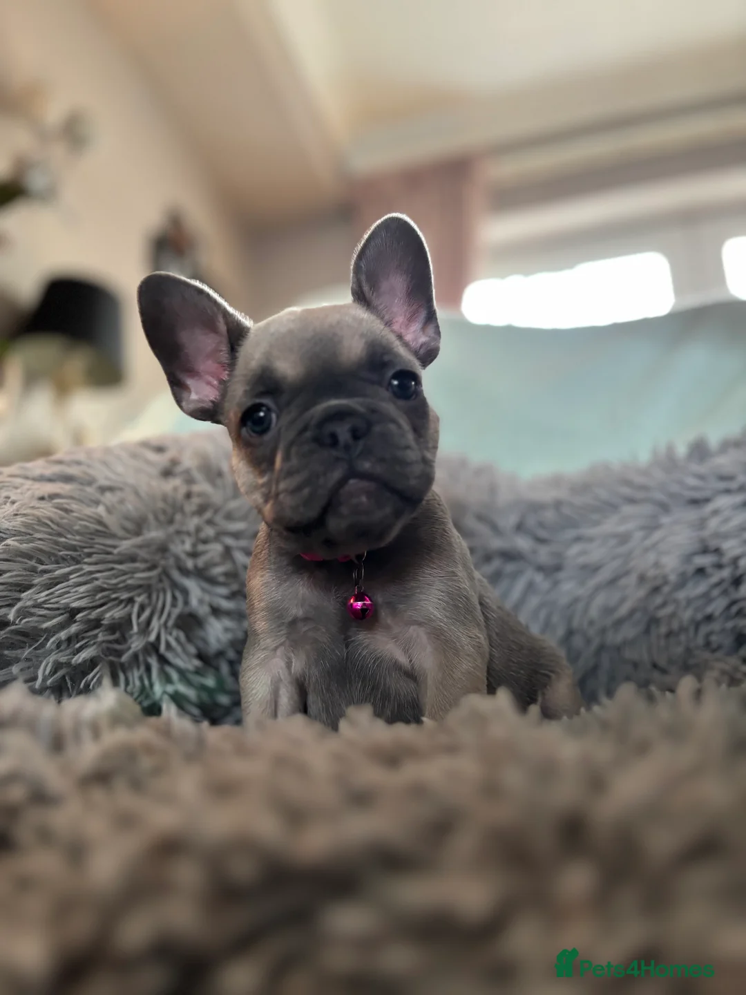 French Bulldog dogs for sale: Meet Our Gorgeous Frenchie Babies! - Advert 2