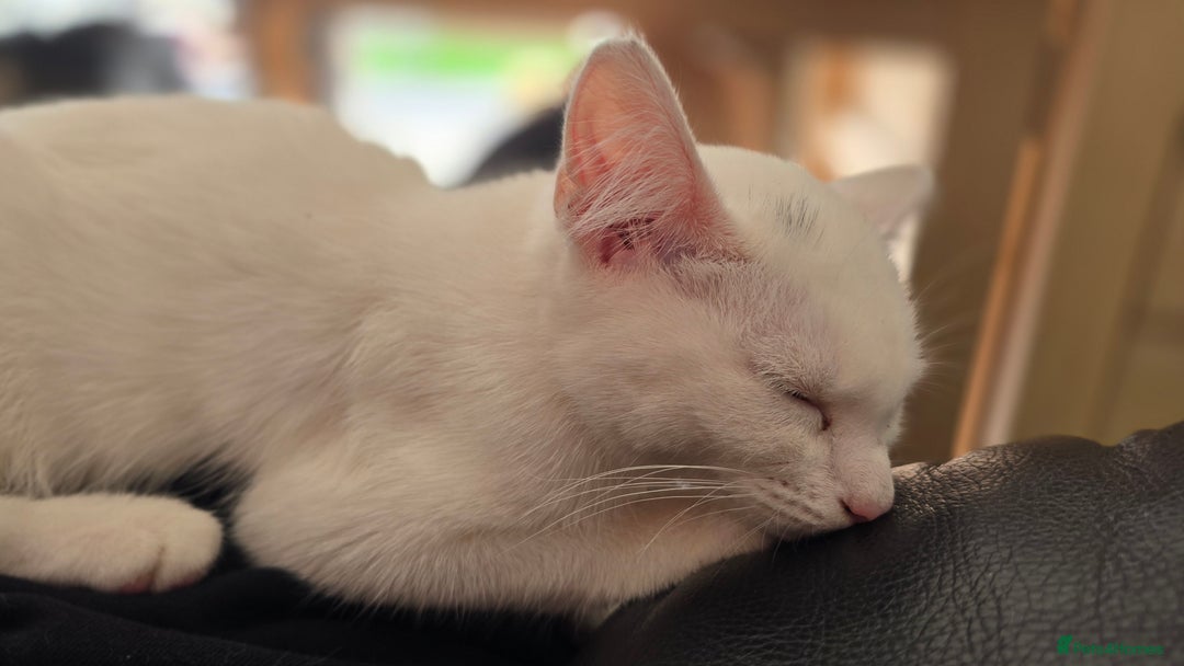 Khao Manee cats for sale: Fully white Khao Manee & Turkish Angora  - Image 1