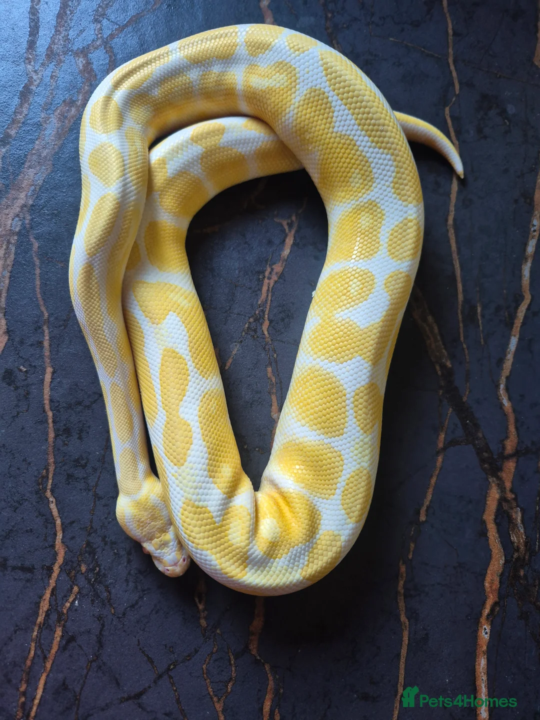 Python Snake reptiles for sale: Various ball pythons  - Advert 1