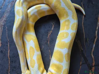 Python Snake reptiles Various ball pythons - Advert 1