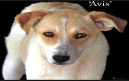 Mixed Breed dogs for adoption: Avis, 1yr old approx. Available for adoption. - Image 10
