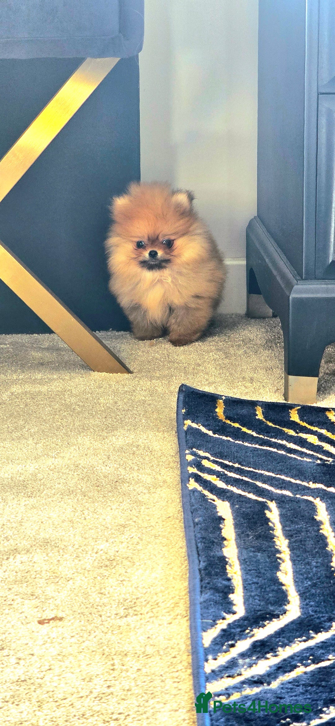 Pomeranian dogs for sale: 3 boys left 🤍 40+🏆lines💙 - Advert 3