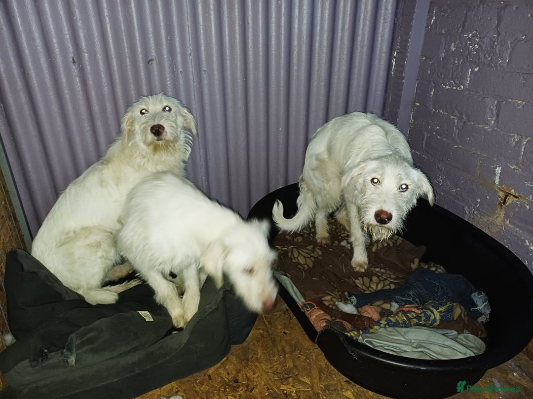 Mixed Breed dogs for adoption: LUNA - a Superb Girl for a Loving Home - Image 5