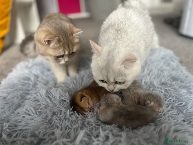 British Longhair cats - Advert 1