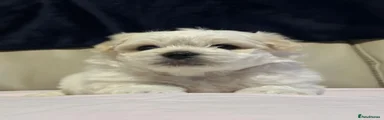 Maltese 1
