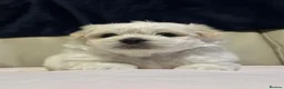Maltese dogs for sale: Maltese puppies - Advert 6