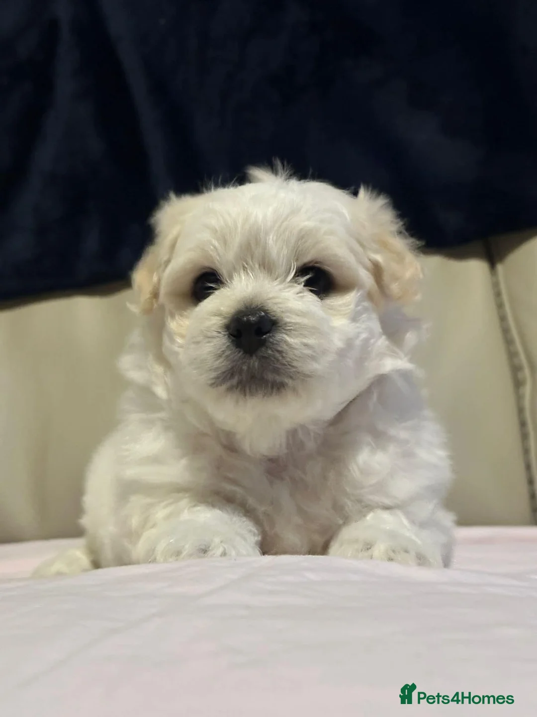 Maltese dogs for sale: Maltese puppies - Advert 6