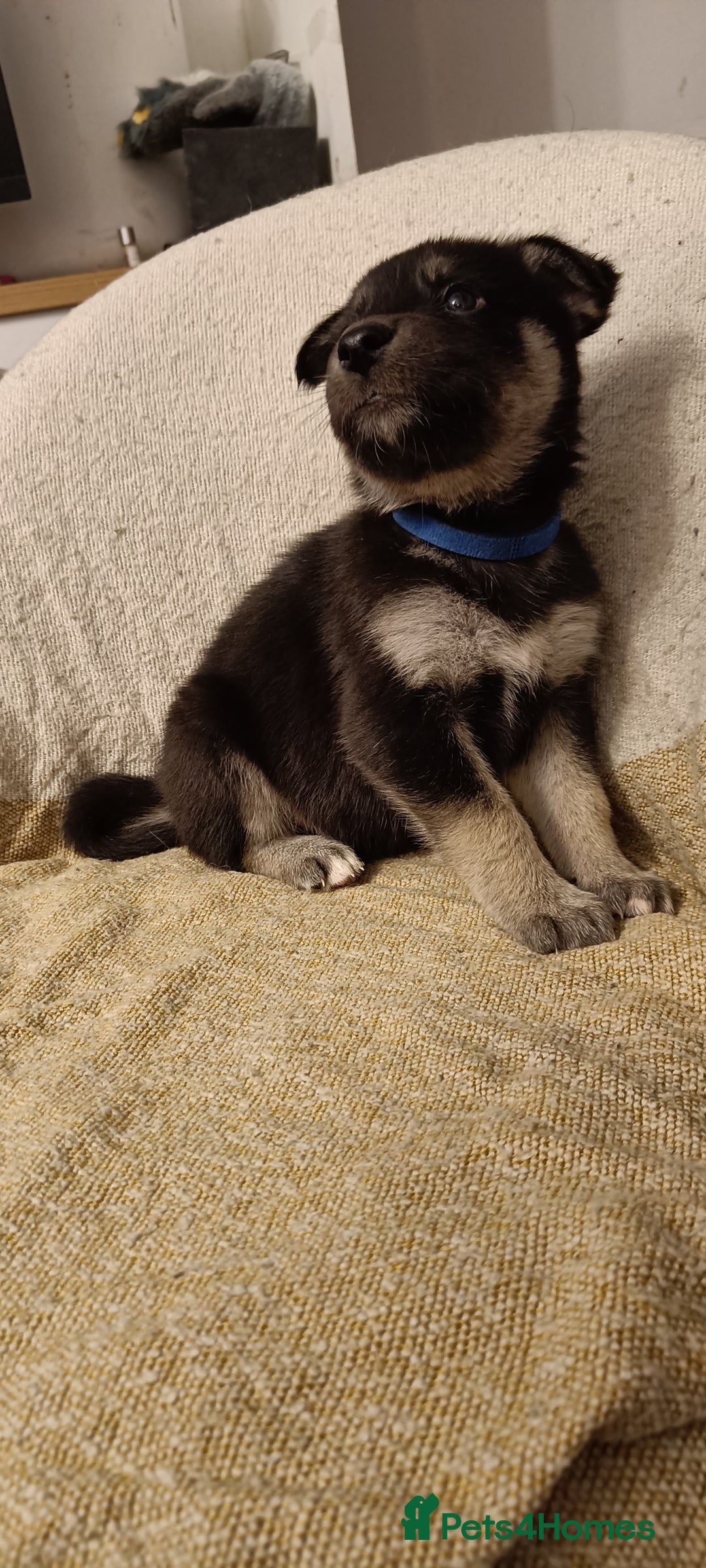 Shepsky dogs for sale: 9x Gorgeous Shepsky Puppies available 31/01 - Advert 17