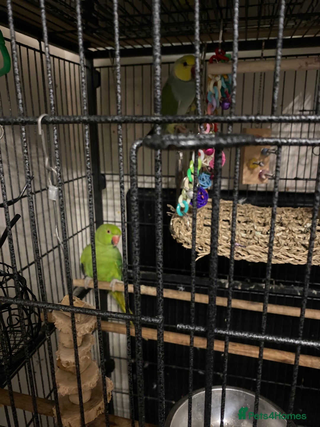 Parrots birds for sale: Indian ring necks  - Advert 5