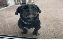 Shih Tzu dogs for stud: Dog for stud  - Image 2