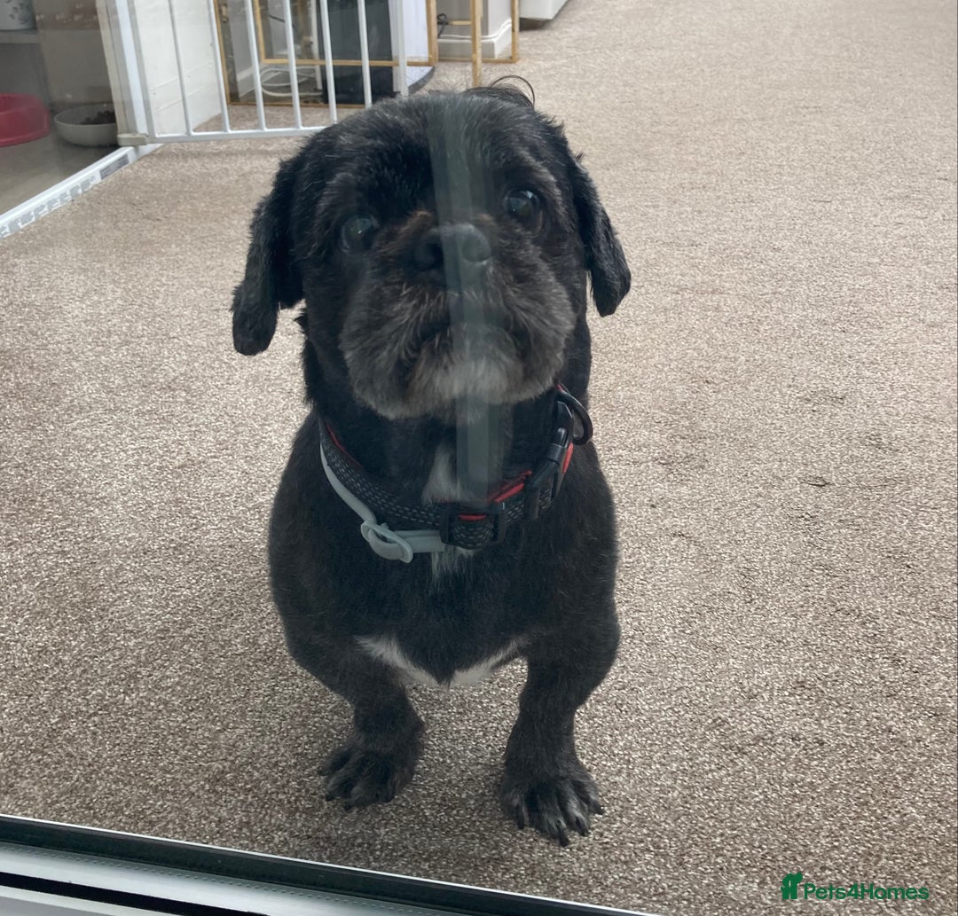 Shih Tzu dogs for stud: Dog for stud  - Image 2