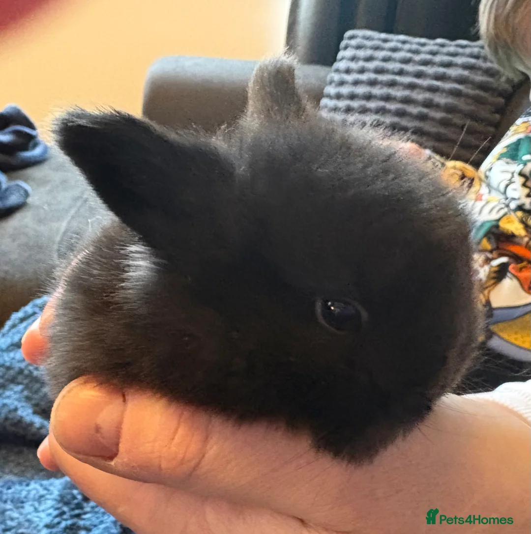 Mini Lop rabbits for sale: Pure bred mini lop bunnies - Advert 19