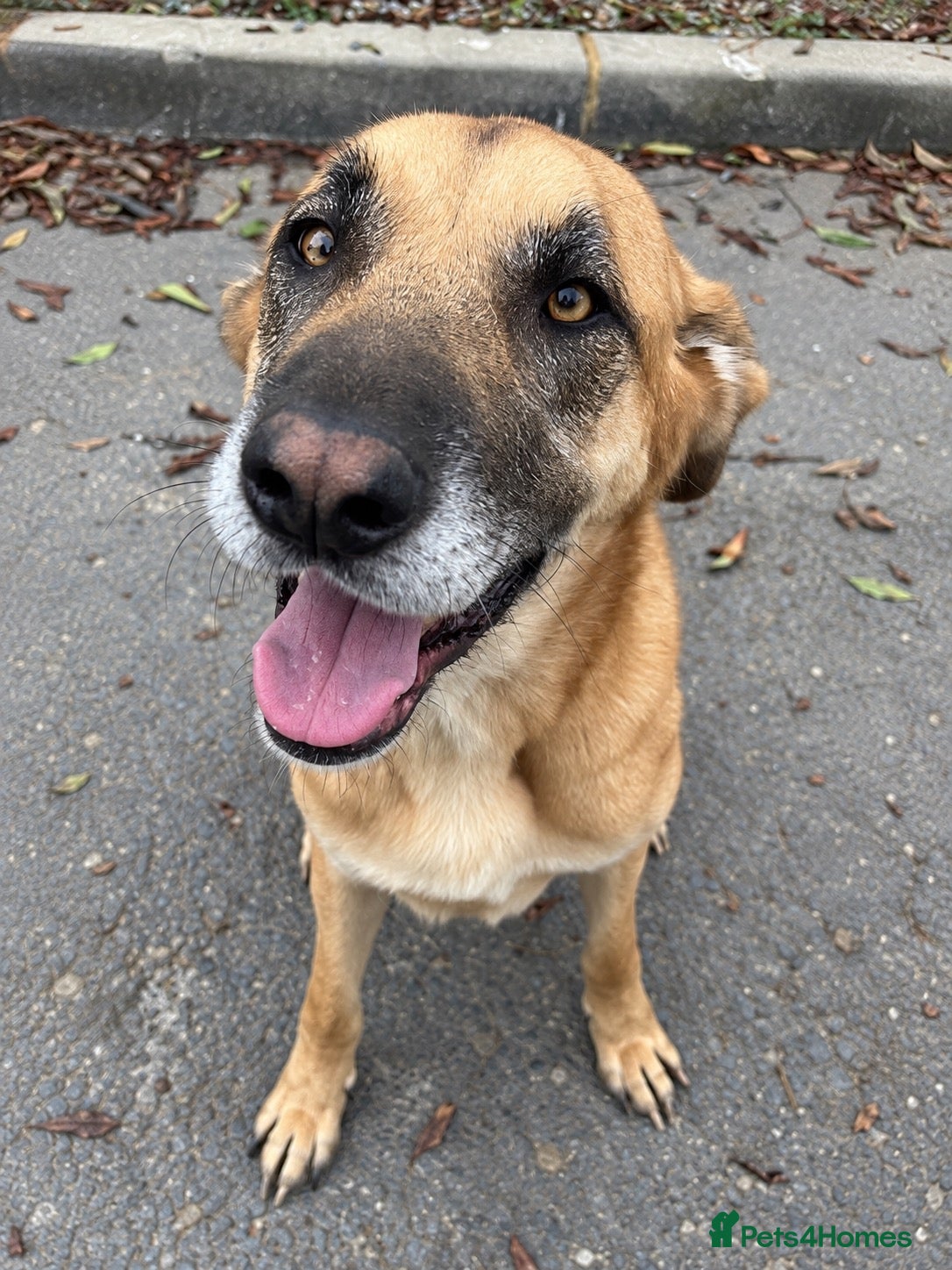 Mixed Breed dogs 💙🐾 PLEASE HELP US FIND RATONA A HOME 🐾💙 - Advert 2