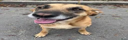 Mixed Breed dogs for adoption: 💙🐾 PLEASE HELP US FIND RATONA A HOME 🐾💙 - Advert 1