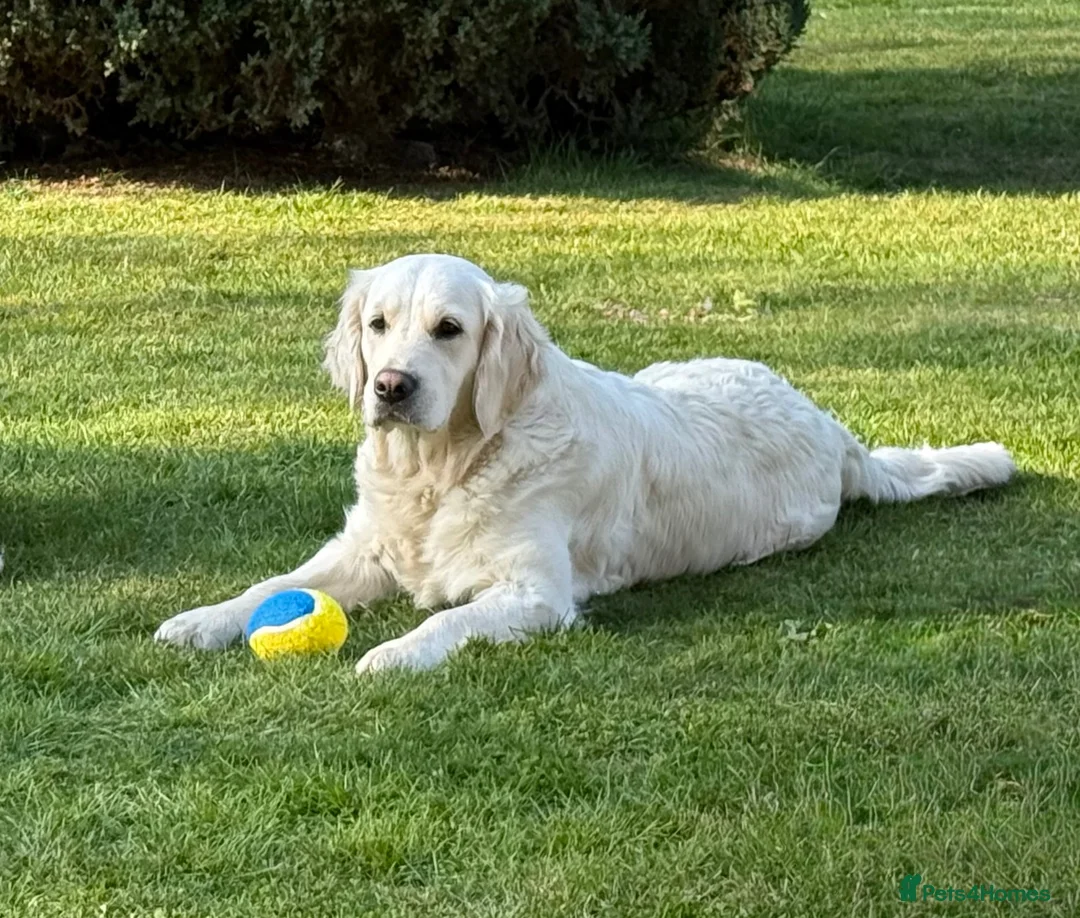 Golden Retriever dogs for sale: Beautiful Golden Retriever Puppies Expected June in Newark - Advert 1