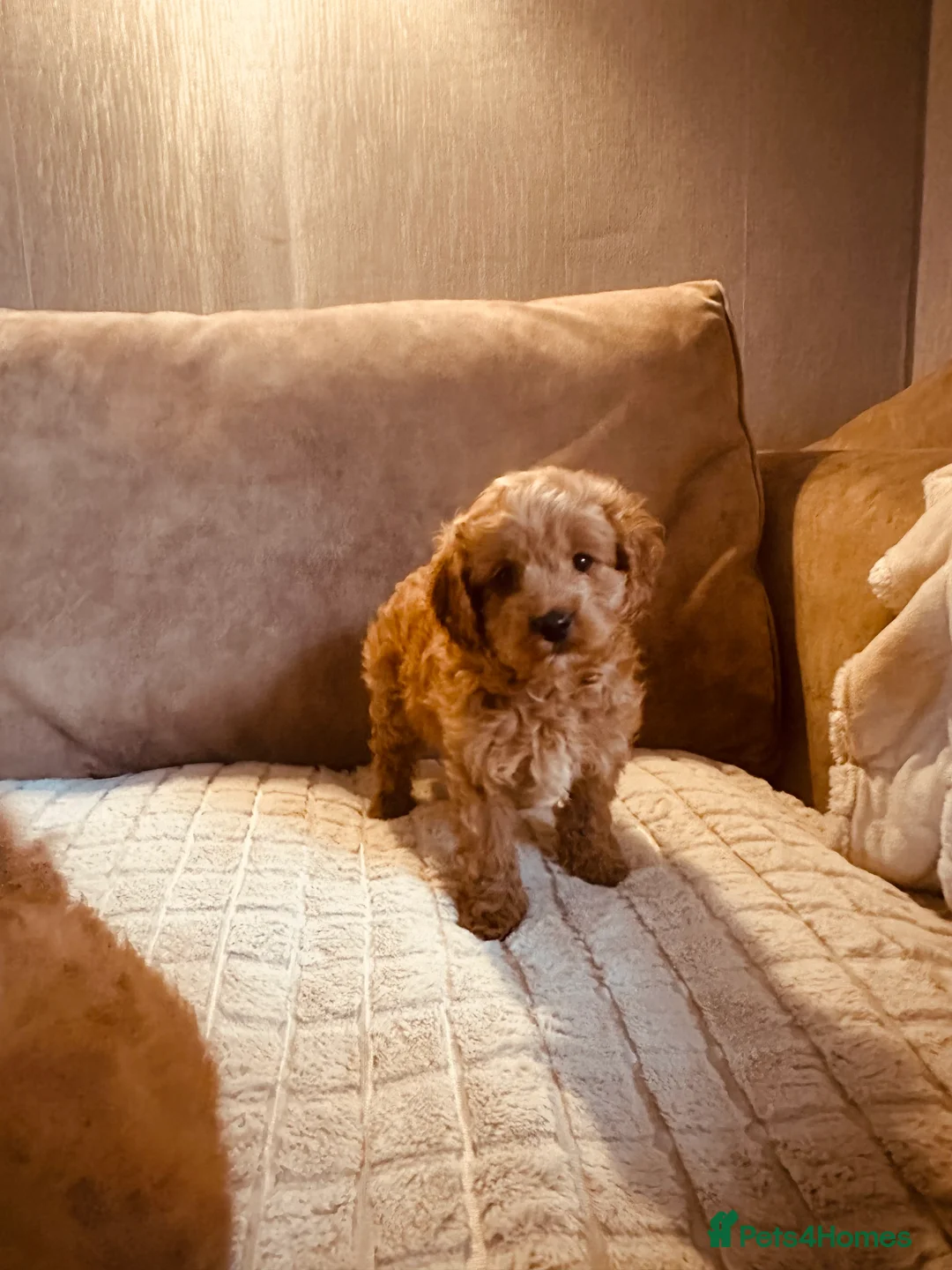 Cockapoo dogs for sale: Stunning cockapoos DNA health tested - Advert 4