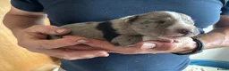 Mixed Breed dogs for sale: Merle Dalmatian cross border collie pups - Advert 9