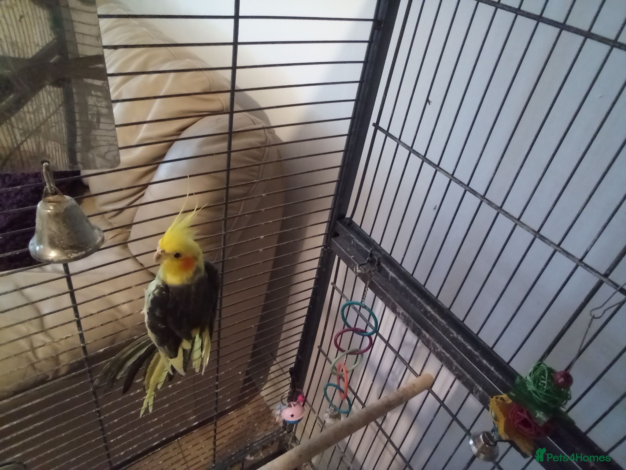 Cockatiels birds Male cockatiel with cage - Advert 20