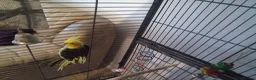 Cockatiels birds for sale: Male cockatiel with 5.5 foot cage - Advert 1