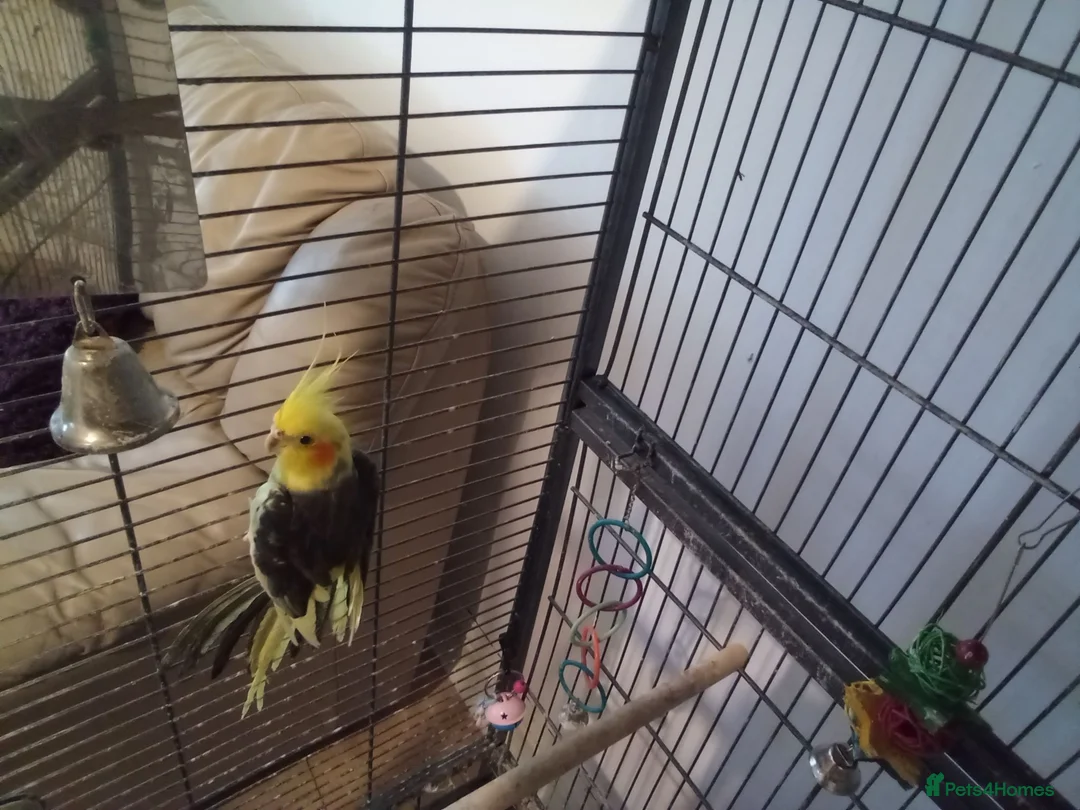 Cockatiels birds for sale: Male cockatiel with 5.5 foot cage - Advert 1